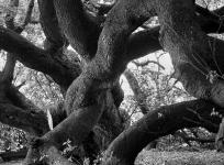 2024-08-28/DSCF8058 - retouche / France - Bretagne, un arbre qui fait des noeuds